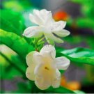 20 Seeds Jasmine Flower Seeds Fragrant Plant Arabian Jasmine