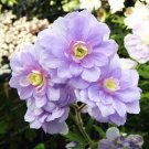 20 Seeds Rare Geranium Seeds Summer Skies Pelargonium Perennial Flower (Color: 1)