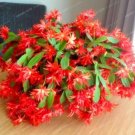 100 Seeds Zygocactus Truncatus Schlumbergera Seed Cactus Flowers