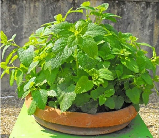100 Seeds Lemon Balm Herb Seed for Home Garden Easy Grow