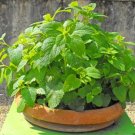 100 Seeds Lemon Balm Herb Seed for Home Garden Easy Grow