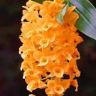 100 Seeds Cymbidium Orchid Seeds for Home & Garden (Color: 8)