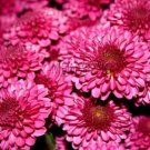 100 Seeds Ground-Cover Chrysanthemum Seeds (Color: 3)