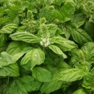 200 Seeds Giant Leaf Basil Seeds - Extra Large Aromatic Leaves for Culinary