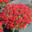 100 Seeds Ground-Cover Chrysanthemum Seed Potted Garden - (Color: 8)