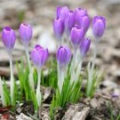 100 Seeds Crocus sativus semillas - Fanhonghua - Seed Flower Plant sementes - (Color: 12)