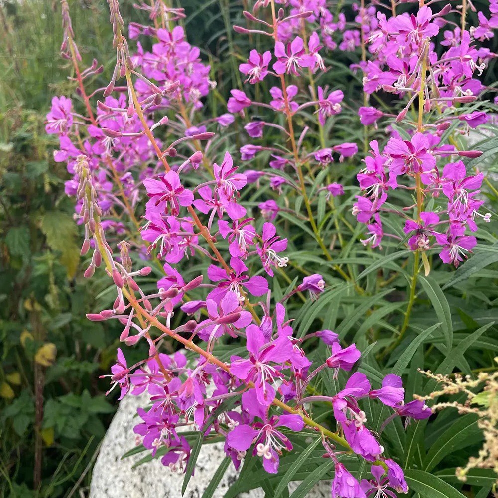 50 Seeds Easy-Grow Fireweed Seeds - Pollinator-Friendly, Edible Shoots
