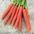 Beauty Finger' Carrot Seeds - Sweet, Crisp, Rich In Beta-Carotene, Excellent Storage