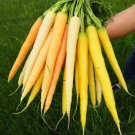 Rainbow Carrot Seeds - Colorful, Nutrient-Rich, Ideal for Home Garden