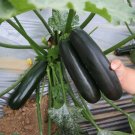 Black Empress' Zucchini Seeds Compact Bush