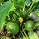 Black Pearl Round Zucchini Seeds Early-Maturing, Compact Vine, High-Yield Vegetable Garden Seeds