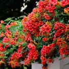 Chinese Trumpet Vine Seeds - Orange Red Trumpet Shaped Flowers