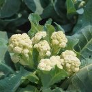 30 Seeds Sweet & Crisp Sprouting Cauliflower No.1 Seeds - Early Maturing, High Yield,