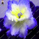120 Seeds African Violet Flower Seeds Saintpaulia Ionantha (Color: Plum)