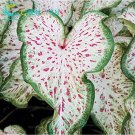 200 Seeds Janpanse Coleus Seeds Perfect Color Rainbow Dragon Flower Plant Garden - (Color: White)