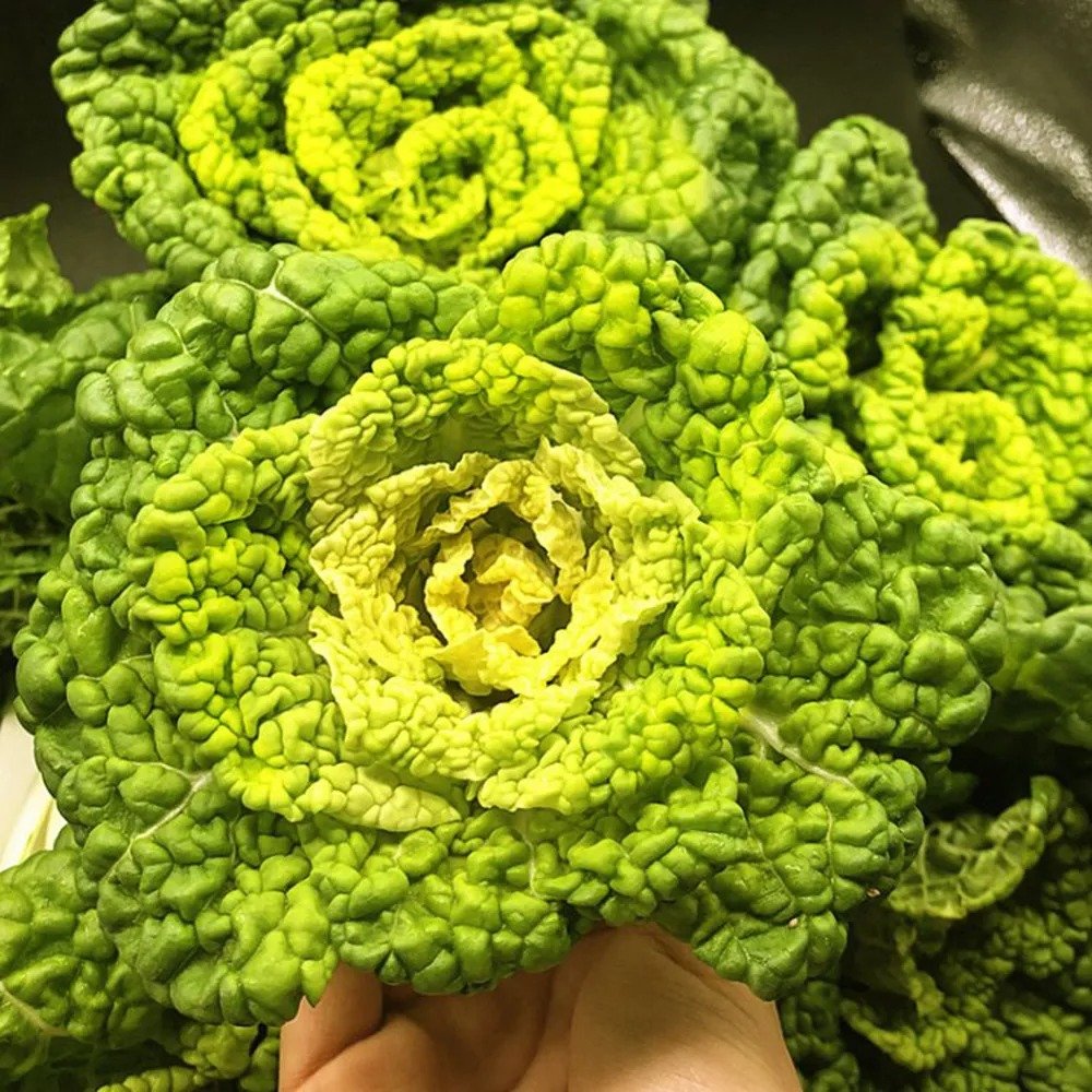 Yellow-Heart Flat Cabbage Seeds - Sweet & Crisp, Ideal for Fresh Eating and Salads