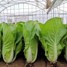 168 Fast-Grow Bok Choy Seeds - High Yield, Strong