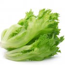 Chrysanthemum Salad Lettuce Seeds - Frilly Leaves, Crisp Texture