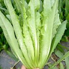 Crispy Youmai Cai Seeds - Tender, Slow-Bolting, Versatile Garden Greens