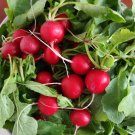 Ailuo Cherry Radish Seeds - Fast-Growing, Stable Yield, Heat Tolerance & Disease Resistance
