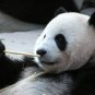 Panda doll