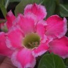 4 PCS Seeds 'Changing Faces' Adenium Desert Rose