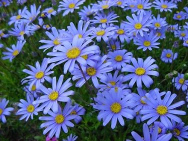 40 PCS Seeds 'Zhui Meng' Light Blue Bellis Perennis Daisy Flower
