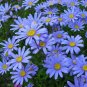 40 PCS Seeds 'Zhui Meng' Light Blue Bellis Perennis Daisy Flower