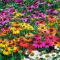 200 PCS Seeds Mixed Echinacea purpurea Coreflower