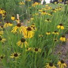 200 PCS Seeds Yellow Spider Echinacea purpurea Coreflower
