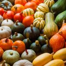 20 PCS Seeds Cucurbita maxima 'Incense burner' Squash Ornamental Fruit 20 PCS Seeds Cucurbita maxima 'Incense burner' Squash Ornamental Fruit
