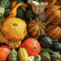 20 PCS Seeds Cucurbita maxima 'Incense burner' Squash Ornamental Fruit