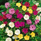 40 PCS Seeds Four O'clock Mix