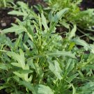 240 PCS Seeds Garden Rocket Eruca Herbs Vegetable 240 PCS Seeds Garden Rocket Eruca Herbs Vegetable