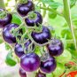 50 PCS Seeds Indigo Rose Purple Blue Tomato