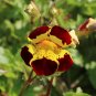 60 PCS Seeds Mimulus Luteus