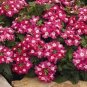 100 PCS Seeds Heirloom 'Luo Han' Dark Red Verbena with White Heart Flower