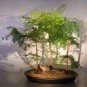 100 PCS Seeds Heirloom Outdoor Bonsai Dawn Redwood