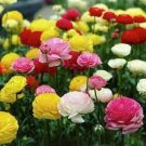 50 PCS Seeds Mixed Ranunculus Asiaticus