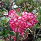 4 PCS Seeds Rare 'King of Comedy' Adenium Desert Rose 4 PCS Seeds Rare 'King of Comedy' Adenium Desert Rose