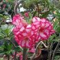 4 PCS Seeds Rare 'King of Comedy' Adenium Desert Rose