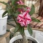 4 PCS Seeds Rare 'King of Comedy' Adenium Desert Rose
