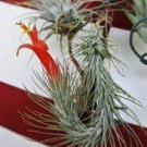 20 PCS Seeds Tillandsia Funckiana Air Plant