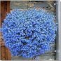 100 PCS Seeds Blue Flax ORGANIC NEWLY HARVESTED BEAUTIFUL BLUE FLOWERS
