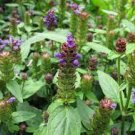 40 PCS Seeds Prunella Herb Perennial Plant