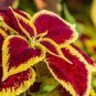 60 PCS Seeds Rare Coleus Blumei Rainbow Series Garden