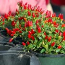 1000 PCS Seeds Red Pickled Bubble Hot Chili Peppers 1000 PCS Seeds Red Pickled Bubble Hot Chili Peppers
