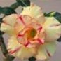 4 PCS Seeds Variegated Adenium Obesum Golden Pink Desert Rose Flowers