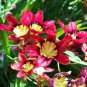 100 PCS Seeds Balcony Potted Flowers Red Sparaxis Tricolor Rose Flowering