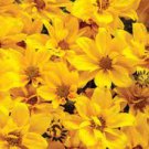 100 PCS Seeds Bidens Ferulifolia Golden Eye Flower